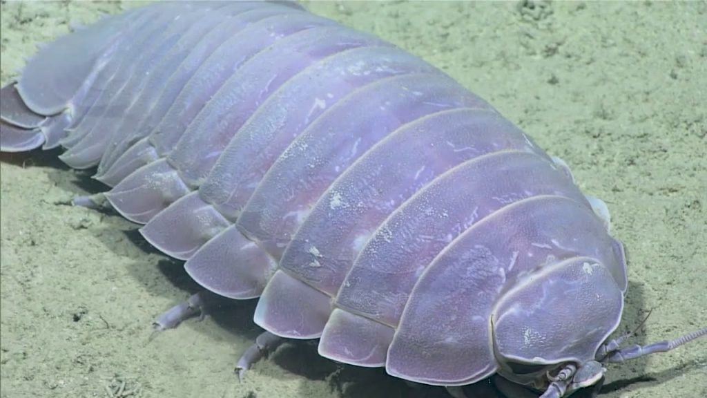 Dive into the Isopod Market: Discover Your New Pet